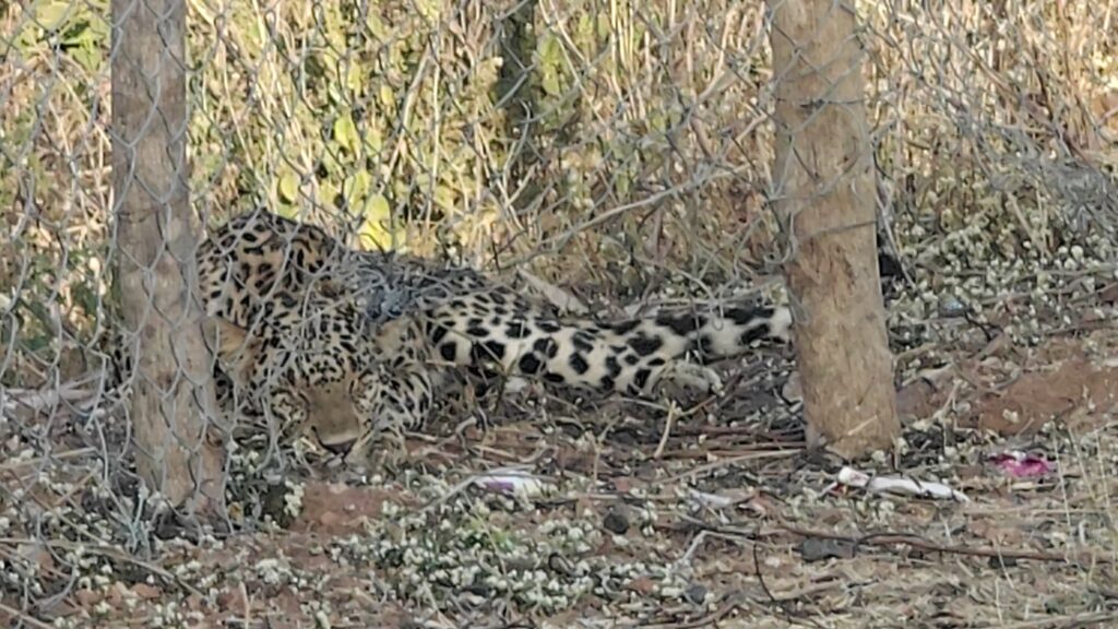 तार फेंसिंग में फंसा तेंदुआ..वन विभाग की टीम पहुंची मौके पर 