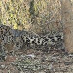 तार फेंसिंग में फंसा तेंदुआ..वन विभाग की टीम पहुंची मौके पर 