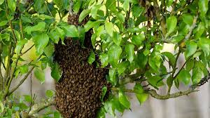 हादसे का इन्तजार : उज्जैन प्रशासनिक संकुल भवन की बिल्डिंग पर मधुमक्खियों का अड्डा..कर्मचारियों को बड़ा खतरा ..कभी भी हो सकती है बड़ी घटना